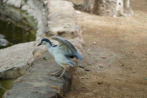 Ready for a flight  Black-crowned Night-Heron,Nycticorax nycticorax