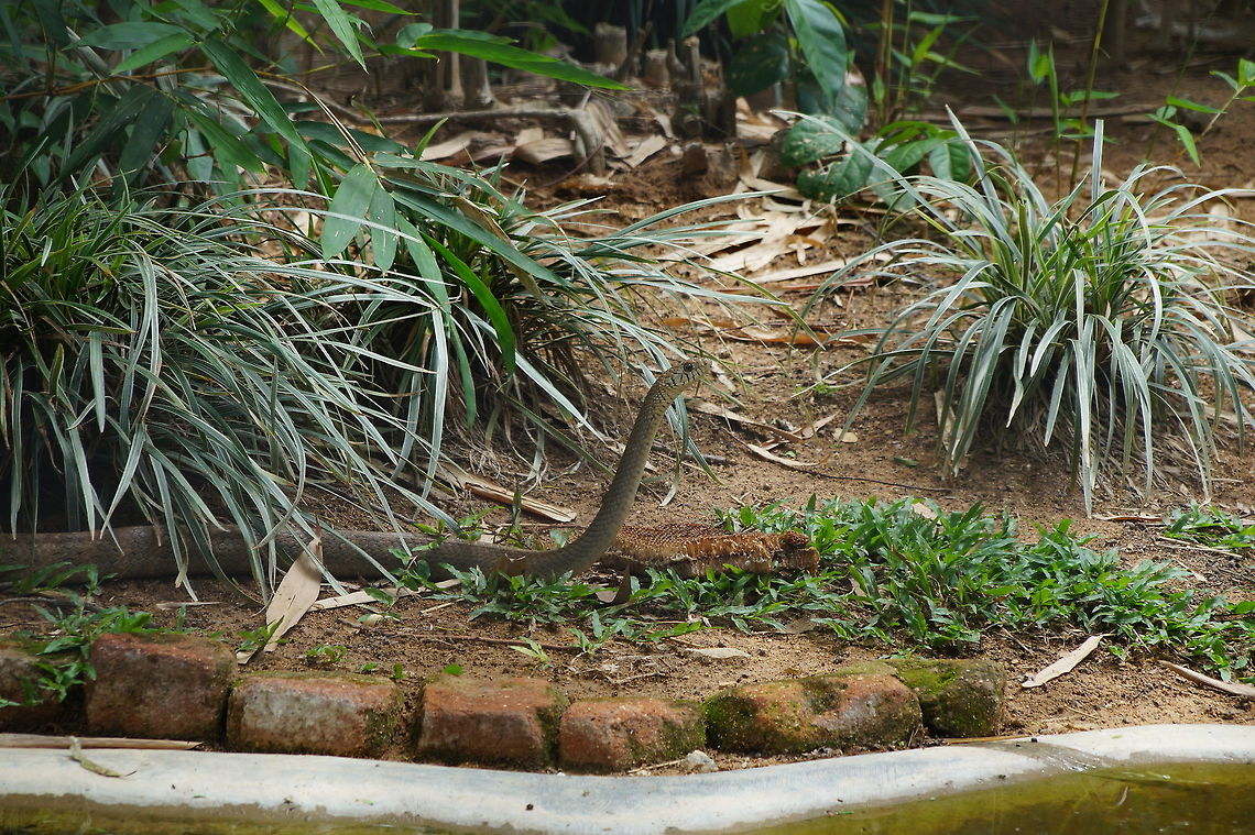 Waiting for a strike  Oriental ratsnake,Ptyas mucosa