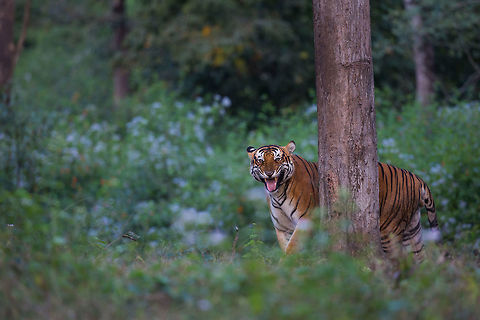 South Indian Tiger This is a rare shot of a south indian tiger displaying the flehmen response, "a behaviour whereby an animal curls back its upper lips exposing its front teeth, inhales with the nostrils usually closed and then often holds this position for several seconds. It may be performed over a site or substance of particular interest to the animal." [wiki] Fall,Flehmen,Geotagged,India,Panthera tigris,Tiger,adhocphotographer,john rowell,kabini,karnataka,nagarhole,tiger,tiger reserve