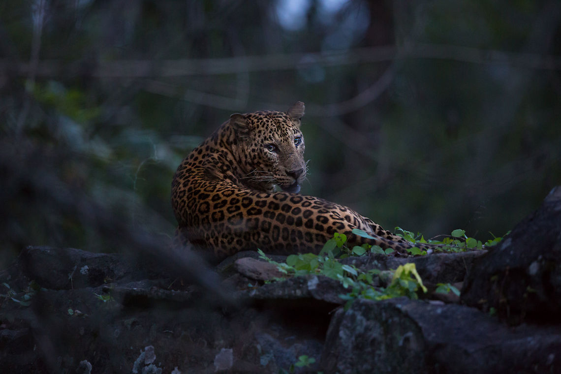 Temple Leopard It was past sunset and as we where leaving the park we turned a corner to come face to face to this leopard relaxing atop of a ruined temple. I had 30 seconds to shoot off a few frames before it got too dark to auto-focus and the cat left, elegantly wandering back into the unknown forest beyond. A magical moment! Fall,Geotagged,India,John Rowell,JungleDragon January 2015 photo contest,Leopard,Panthera pardus,adhocphotographer,india,kabini,karnataka,leopard,nagarhole