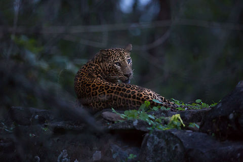 Leopard