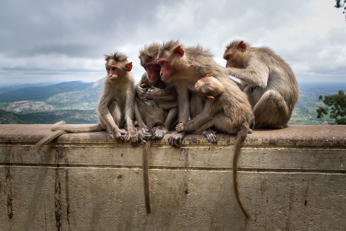 The Family unit - Bonnet macaque A family of Bonnet macaque&#039;s sit on a wall atop of the Nandi Hill. They were kind enough to let me get very close (shot at 24mm on a full-frame camera). Bonnet macaque,Geotagged,India,Macaca radiata,Summer,adhocphotographer,john Rowell,karnataka,monkey,nandi hills