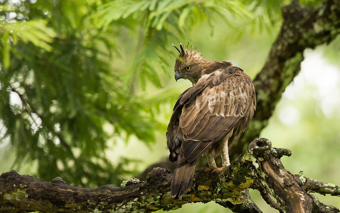 The Monsoon light. The dull, over-cast lighting conditions during the monsoon makes for vibrant green foliage and stunning images, if you can spot the target. Changeable Hawk-Eagle,Geotagged,India,Nisaetus cirrhatus,Summer