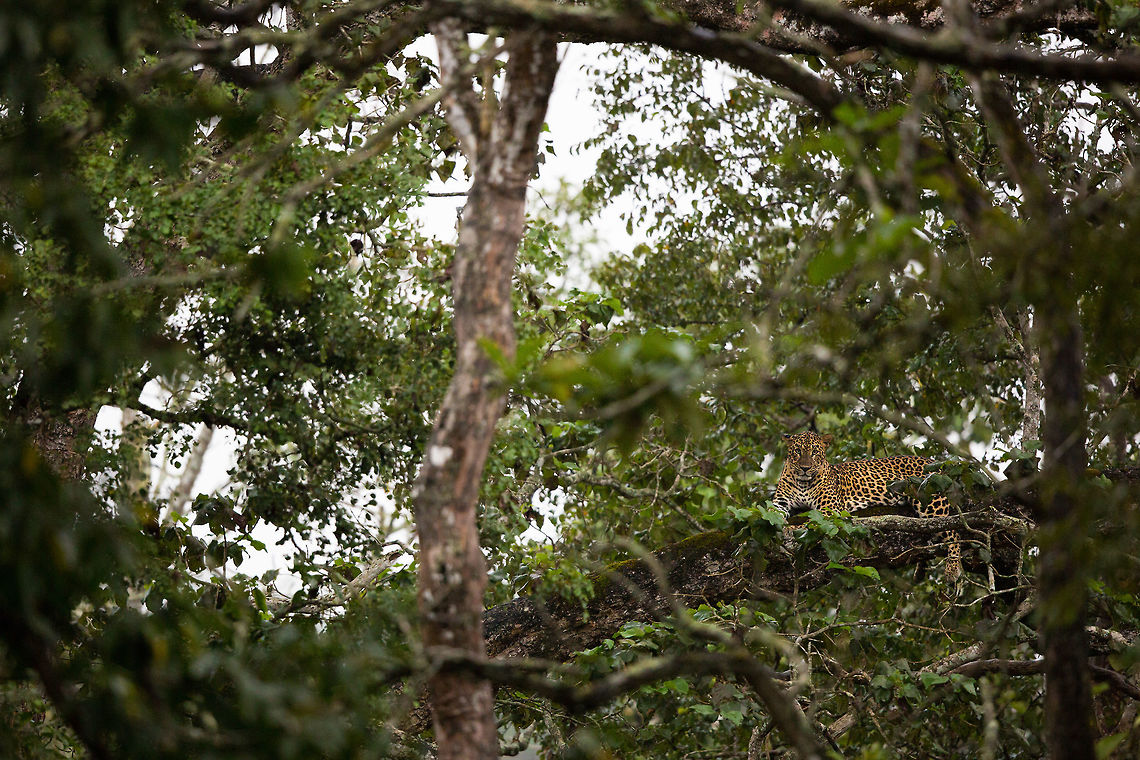 Leopard up a tree - a classic! I&#039;ve been hunting for a leopard up a tree for along time so this was an unexpected pleasure during what was a wet and cold trip into the jungle. It was fantastic to see the cat in it&#039;s natural setting. Fall,Geotagged,India,Indian leopard,Panthera pardus fusca,adhocphotographer,john rowell,kabini,karnataka,nagarhole