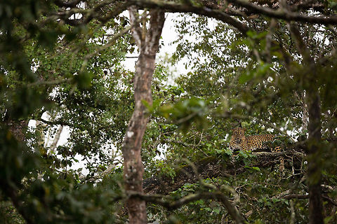 Leopard up a tree - a classic! I've been hunting for a leopard up a tree for along time so this was an unexpected pleasure during what was a wet and cold trip into the jungle. It was fantastic to see the cat in it's natural setting. Fall,Geotagged,India,Indian leopard,Panthera pardus fusca,adhocphotographer,john rowell,kabini,karnataka,nagarhole