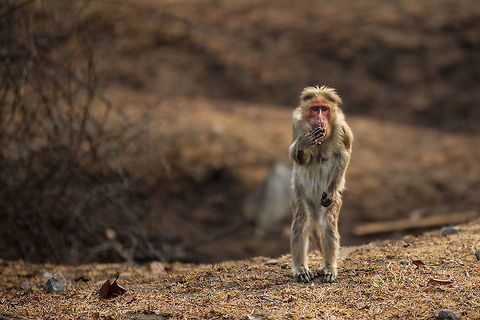 Ooooops! :) A Bonnet Macaque looking a bit embarrassed! :) Bandipur,Bonnet macaque,Geotagged,India,Macaca radiata,Winter,adhocphotographer,india,john rowell,karnataka