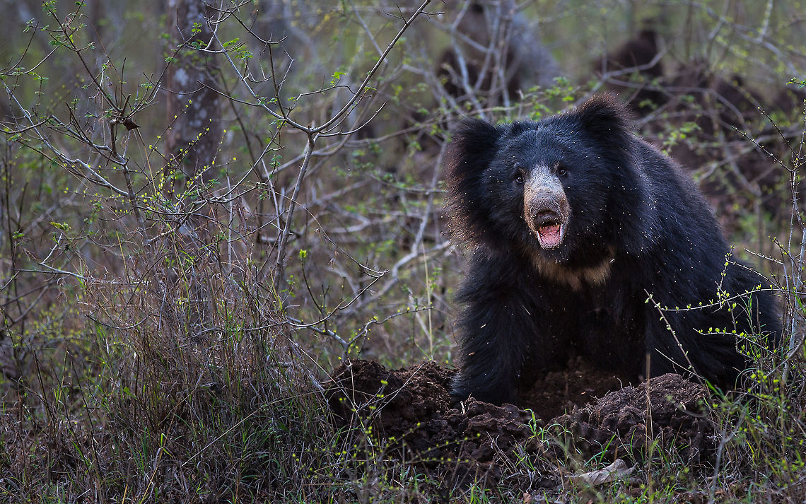Indian Sloth bear...  not so sloth-like after all! :/ We had time for only one safari on our tight schedule so we were excited to get in the jeep and head into the unknown. The safari started off quietly with little animal movement or alarm calls indicating the presence of a predator. But with numerous Spotted and Sambar deer around, the big cats&rsquo; food of choice, we remained hopeful. The forest was quiet, unnerving yet peaceful, all of which added to our anticipation. We went on, with increasing tension and excitement, spotting many birds, monitor lizards and enjoying the feel of the forest. Close to the end of the tour we crested a small rise to come across a Sloth bear rummaging in a termite-mound about 10 metres away from the road. Focused on its dinner it hardly paid any attention to us, lifting its head only to recognize our presence briefly before digging around for more termites!<br />
<br />
We sat quietly for what seemed like an age, revelling in the bear being so close and at ease, they are usually very wary of humans. When all of a sudden it patience with its uninvited dinner guests vanished and it charged at us stopping scant meters from the car and rearing on its hind legs. There were four cameras following the bear, but not one picture was taken, all of us were leaning away from the bear in shock and fear! We sat still holding our breath until it slunk off into the bushes, obviously satisfied that it was the victor. After witnessing the speed of the bear I have felt that &lsquo;sloth&rsquo; probably was not the most appropriate name for it! 5D mkIII,Geotagged,India,Melursus ursinus,Sloth bear,Spring,adhocphotographer,bandipur,india,john rowell,karnataka,sloth bear