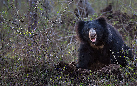 Indian Sloth bear...  not so sloth-like after all! :/ We had time for only one safari on our tight schedule so we were excited to get in the jeep and head into the unknown. The safari started off quietly with little animal movement or alarm calls indicating the presence of a predator. But with numerous Spotted and Sambar deer around, the big cats&rsquo; food of choice, we remained hopeful. The forest was quiet, unnerving yet peaceful, all of which added to our anticipation. We went on, with increasing tension and excitement, spotting many birds, monitor lizards and enjoying the feel of the forest. Close to the end of the tour we crested a small rise to come across a Sloth bear rummaging in a termite-mound about 10 metres away from the road. Focused on its dinner it hardly paid any attention to us, lifting its head only to recognize our presence briefly before digging around for more termites!

We sat quietly for what seemed like an age, revelling in the bear being so close and at ease, they are usually very wary of humans. When all of a sudden it patience with its uninvited dinner guests vanished and it charged at us stopping scant meters from the car and rearing on its hind legs. There were four cameras following the bear, but not one picture was taken, all of us were leaning away from the bear in shock and fear! We sat still holding our breath until it slunk off into the bushes, obviously satisfied that it was the victor. After witnessing the speed of the bear I have felt that &lsquo;sloth&rsquo; probably was not the most appropriate name for it! 5D mkIII,Geotagged,India,Melursus ursinus,Sloth bear,Spring,adhocphotographer,bandipur,india,john rowell,karnataka,sloth bear