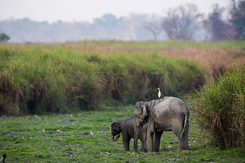 So thats why it is called elephant grass! :) Elephants standing by the lush fields of elephant grass (aptly named) of Kaziranga national park in Assam, India Elephas maximus indicus,Geotagged,India,Indian Elephant,Spring,adhocphotographer,assam,elephant,india,john rowell,kaziranga