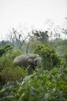 Elephant in the bushes I love seeing elephants amount the trees and bushes! :) Elephas maximus indicus,Geotagged,India,Indian Elephant,Spring,adhocphotographer,assam,india,john rowell,kaziranga
