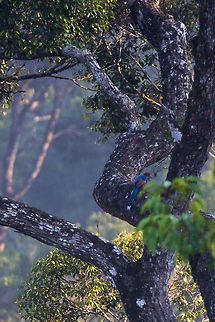 Record shot - Sri Lankan Blue Magpie The Sri Lanka blue magpie or Ceylon magpie (Urocissa ornata) is a member of the crow family living in the hill forests of Sri Lanka, where it is endemic. [wiki] Geotagged,Spring,Sri Lanka,Sri Lanka blue magpie,Urocissa ornata,adhocphotographer,blue magpie,john rowell