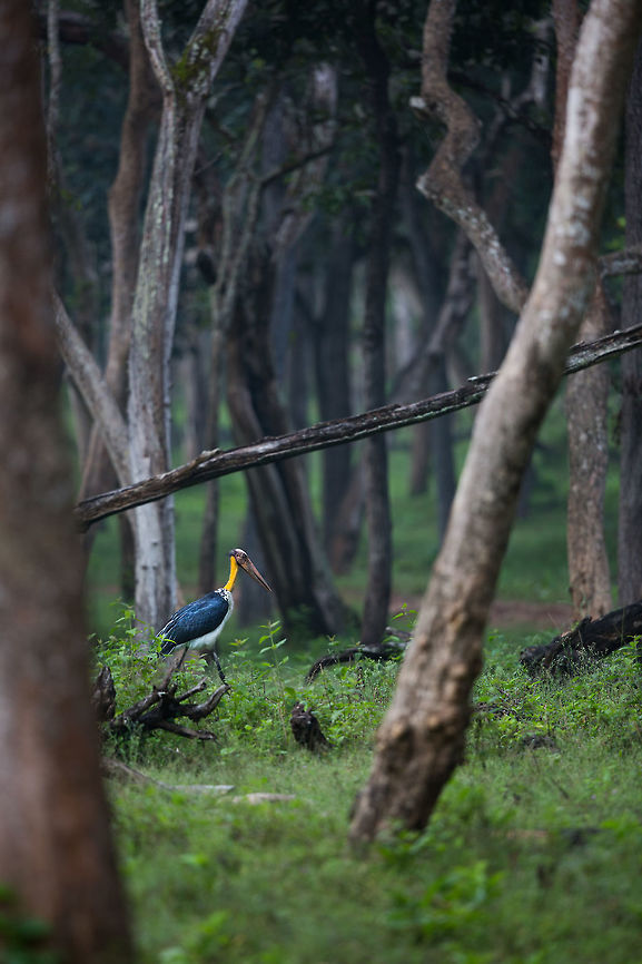 A bit out of place! Normally the Lesser Adjutant is found near water, not in the middle of the jungle going for a walk! :/ Fall,Geotagged,India,Leptoptilos javanicus,Lesser Adjutant,Nagarhole,adhocphotographer,india,john rowell,kabini,karnataka