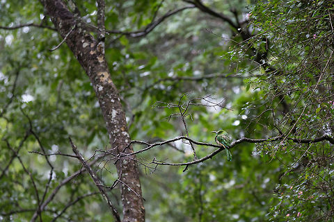 Record shot - Blue-Bearded Bee-Eater A rather bedraggled bee-eater in the monsoon rains!  5D mkIII,BRT hill,Blue-bearded bee-eater,Geotagged,India,John Rowell,K.Gudi,Karnataka,Nyctyornis athertoni,Summer,United States,adhocphotographer