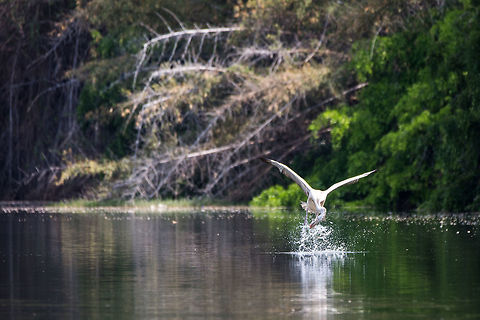 Spot-billed Pelican fishing These massive creatures make it look so easy and gracefully...  :) 5D mkIII,Geotagged,India,Mysore,Pelecanus philippensis,Ranganthittu Bird Sanctuary,Spot-billed pelican,Spring,adhocphotographer,john rowell,karnataka