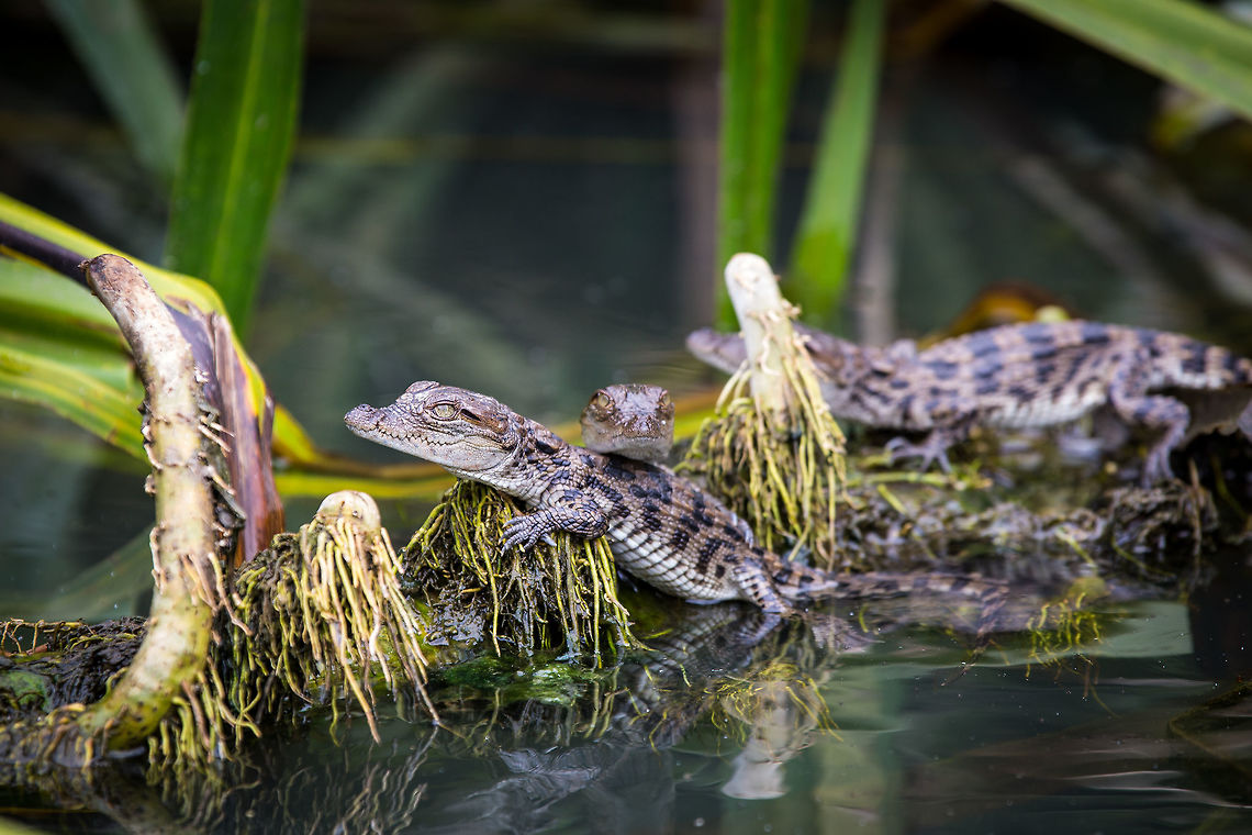 Muggers to be! Baby mugger crocodiles, thankfully without their mother. :) 5D mkIII,Crocodylus palustris,Geotagged,India,Mugger crocodile,Mysore,Ranganthittu Bird Sanctuary,Summer,adhocphotographer,john rowell,karnataka
