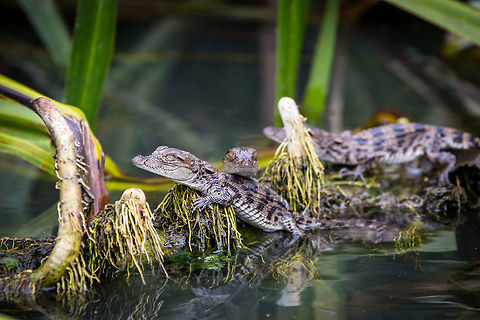 Muggers to be! Baby mugger crocodiles, thankfully without their mother. :) 5D mkIII,Crocodylus palustris,Geotagged,India,Mugger crocodile,Mysore,Ranganthittu Bird Sanctuary,Summer,adhocphotographer,john rowell,karnataka