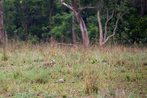 A Golden Jackal in it's scrub habitat My first and only sighting of these guys...  would love to see more... :) 5D mkIII,Canis aureus,Geotagged,Golden jackal,India,Jim Corbett,John Rowell,Spring