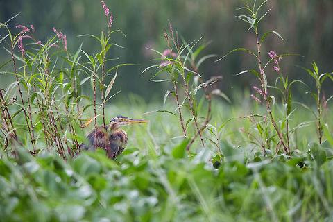 A friend at my local lake Always nice to see this guy when I go down to my local lake! :) I call him Bob. Ardea purpurea,Fall,Geotagged,Hebbal lake,India,John Rowell,Purple Heron,adhocphotographer,bangalore,india