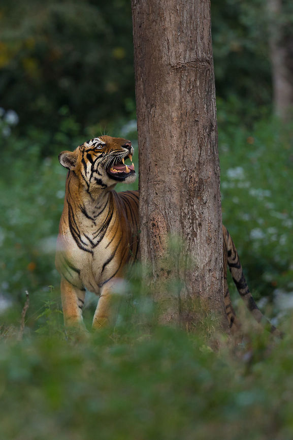 The backwater male This is another image from a series I have on this particular male tiger in Nagarhole national park next to the Kabini reservoir, in Karnataka, India. This male is called &quot;the backwater male&quot; due to his territory bordering a backwater lake in the buffer area of the park. He is very popular and frequently seen. :) John rowell,Panthera tigris,Tiger,adhocphotographer,india,kabini,nagarhole