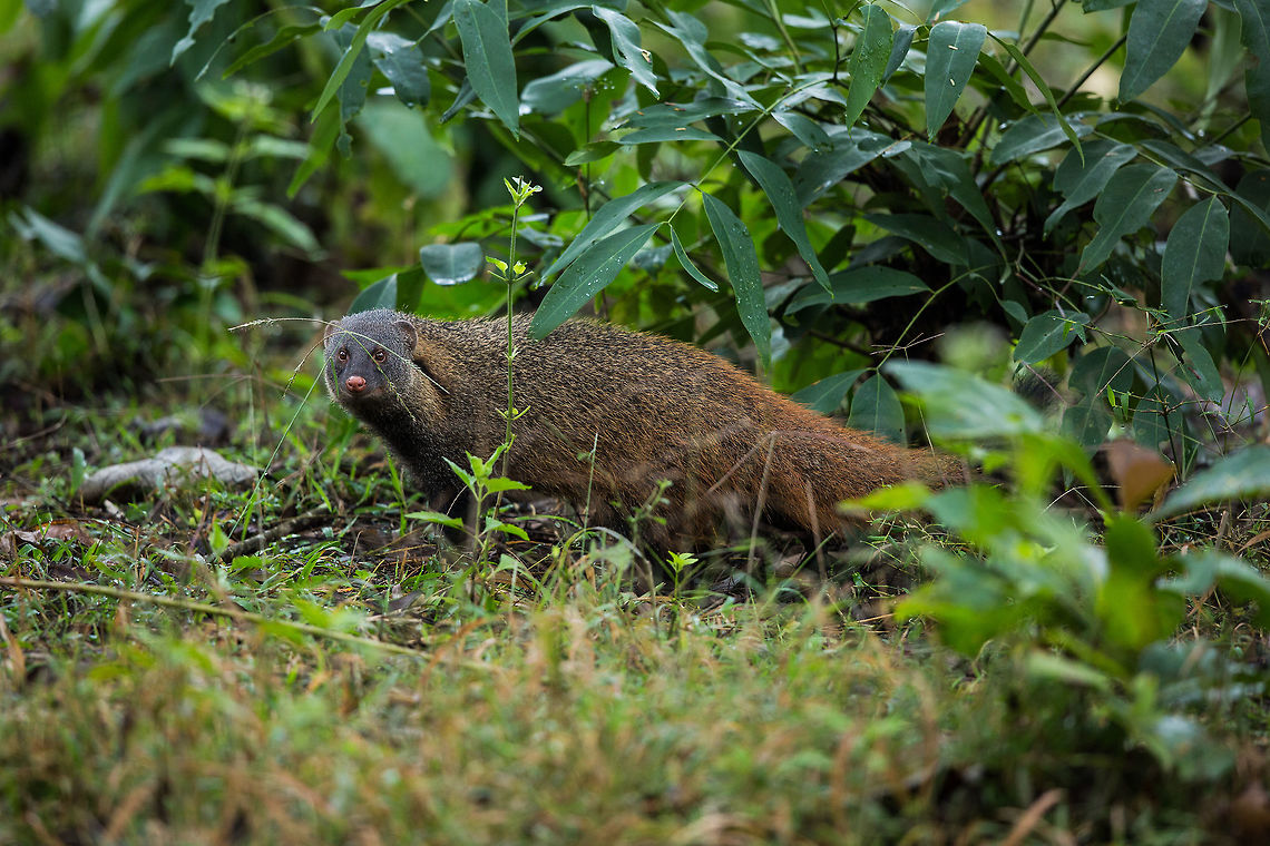 The Stripe-necked Mongoose I love these little guys, you seem them frequently in pairs, a male and female. :) Fall,Geotagged,Herpestes vitticollis,India,Stripe-necked Mongoose,adhocphotographer,india,john rowell,kabini,karnataka,nagarhole