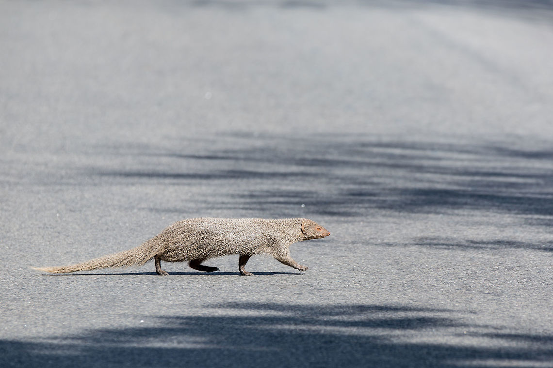 Grey Mongoose...  the road side preditor Like most mongooses, the Grey mongoose also likes to eat snakes...  it is commonly seen on the road side hunting for road-kill or waiting for snakes to bask on the road in the morning light.<br />
<br />
 It might also be the case that they are most often seen on the road/roadside, because we are not often in bushes, and of the ease of visibility! :) Geotagged,Grey Mongoose,Herpestes edwardsii,India,Indian grey Mongoose,Winter,adhocphotographer,bandipur,john rowell,karnataka