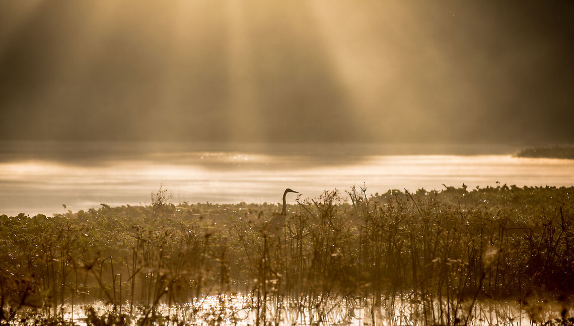 A new dawn, a new day. Wildlife photography not being my day job (sigh), means if i want to get some shooting time, I have to squeeze it in before and after work. Luckily near my work, there is a lake which i frequent. This particular morning, the sun was just peeping over the trees in the background and making some fantastic light shafts, backlighting a grey heron magnificently! It was a magical morning! :)  5D mkIII,Ardea cinerea,Fall,Geotagged,Grey Heron,Hebbal lake,India,adhocphotographer,bangalore,india,john rowell