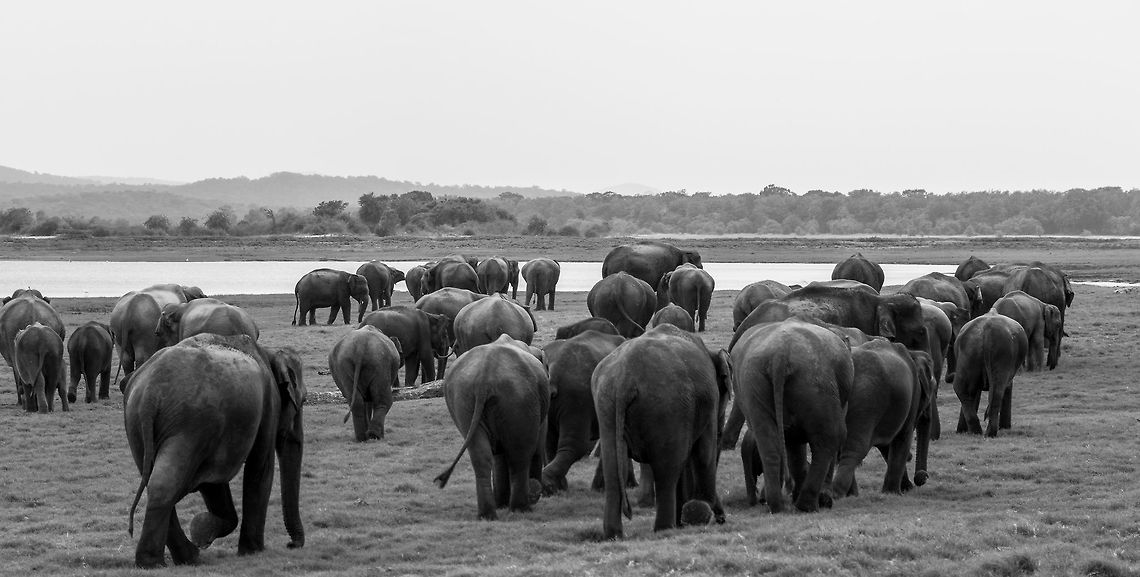 The gathering at Minneriya National Park Minneriya National Park is famous for it's elephant gathering in the dry season. Minneriya is a large reservoir, and initially it was thought that the herds of elephants, 100's large, were drawn here for the water. However, it has since been shown that they are not here for the water, but for the fresh sweet grass shoots that spring up in the wake of the receding water line! Once the feast is over, the herds separate again into smaller herds or individuals until next years big event! :) Magnificent! :) 5D mkIII,Elephas maximus maximus,Geotagged,Minneriya National Park,Sri Lanka,Sri Lankan elephant,Sri lanka,Summer,adhocphotographer,elephants,john rowell