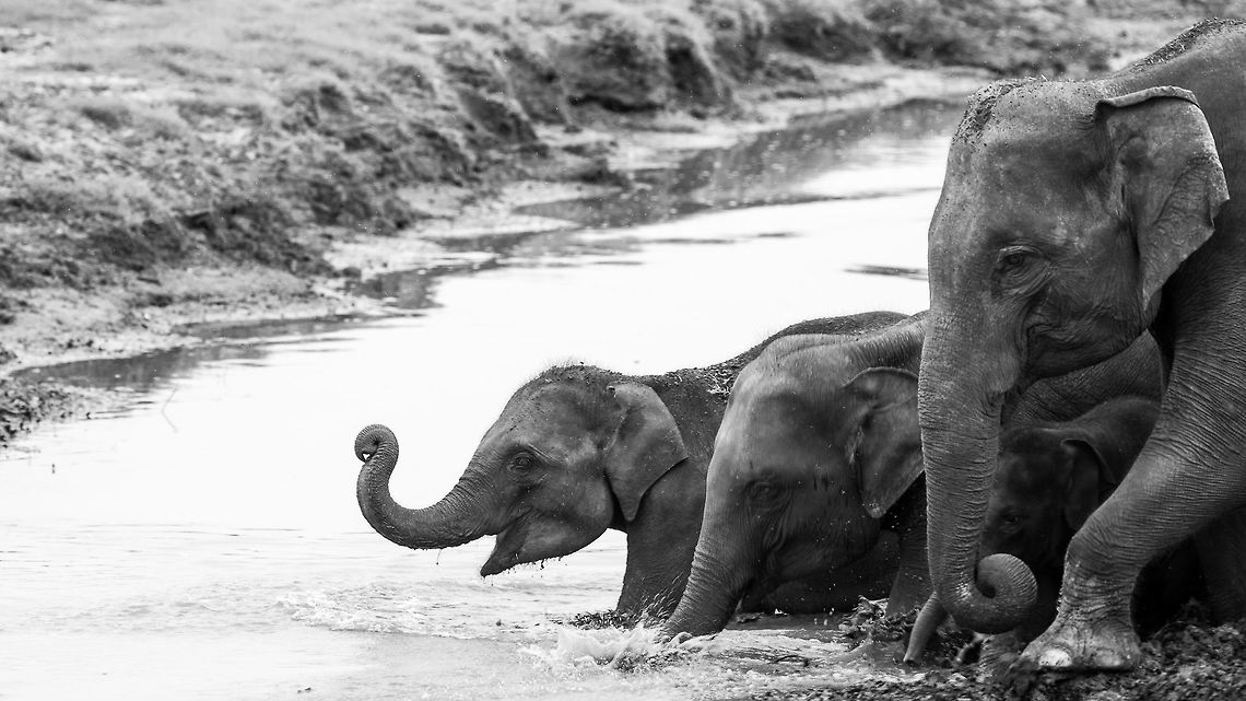 The crossing A smaller family of elephants, including a well protected youngster (can you spot it?), cross a pitiful river in Minneriya National Park during the dry season. 5D mkIII,Elephas maximus maximus,Geotagged,Minneriya National Park,Sri Lanka,Sri Lankan elephant,Summer,adhocphotographer,elephants,john rowell,sri lanka