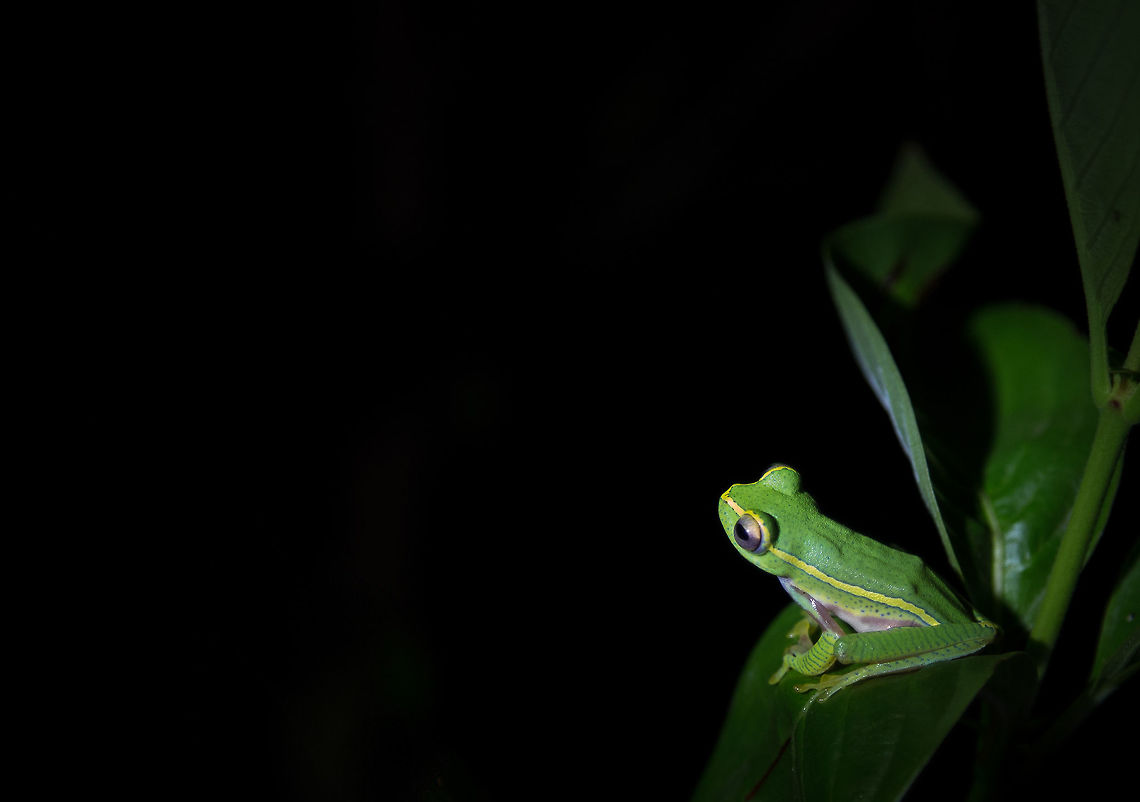 The endangered yellow-stripped tree frog This yellow-stripped tree frog is tough to spot in the pitch dark of a jungle at night, but if you see it, it is fantastic! :) What a great little guy. :) 5D mkIII,Coorg,Geotagged,India,Rhacophorus lateralis,Spring,adhocphotographer,india,john rowell,karnataka,western ghats,yellow-stripped tree frog