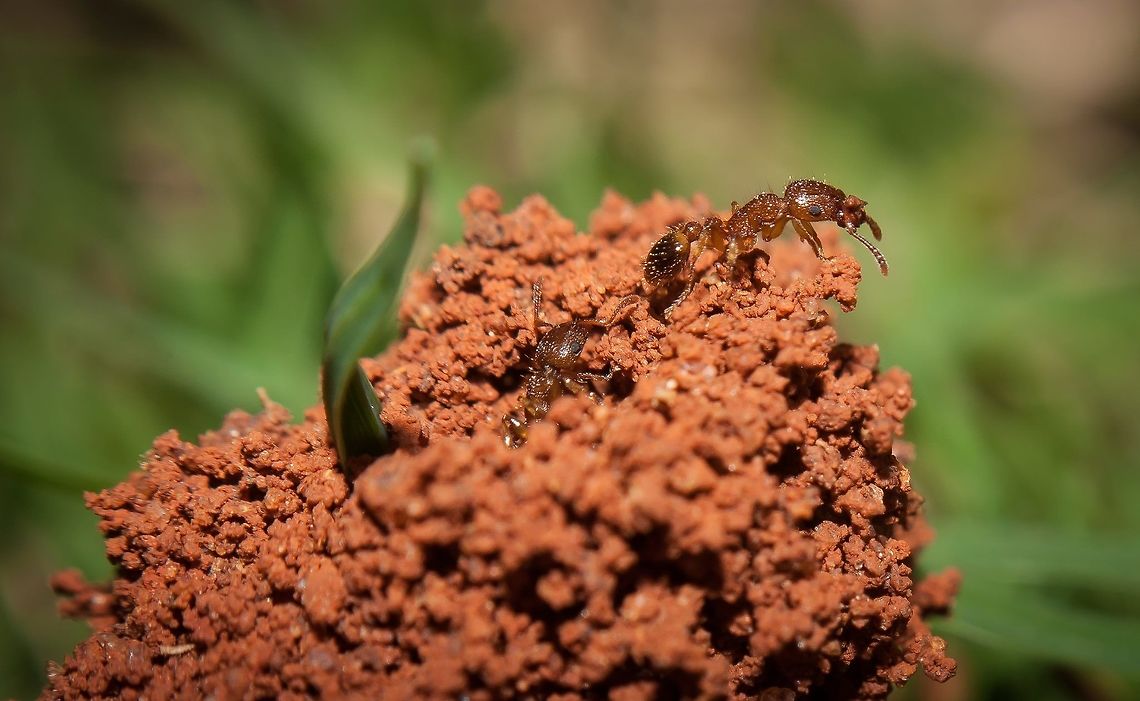 The builders These ants (i'm not that much into Myrmecology so not sure what the hell it is, am assuming an ant???) start their homes here and there amongst the grass at work. This is one of my few ventures into the world of Macro. not having a macro lens, i reversed my plastic-fantastic 50mm f/1.8. <br />
<br />
As for the ID...  i have no idea...  just to give you an indication, there are about 95 different species of ants at our sister institute near by, so i have no idea how many on ours (larger and part of the agricultural school campus) <a href="http://ces.iisc.ernet.in/thresi/antsOfIISc/" rel="nofollow">http://ces.iisc.ernet.in/thresi/antsOfIISc/</a>  GKVK,Geotagged,India,NCBS,ants,bangalore,karnataka,macro