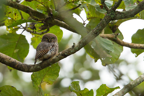The malabaricum sub-species This little guy is a sub-species of the jungle owl found in the western ghats of India! :) Fall,Geotagged,Glaucidium radiatum,India,Jungle owlet,adhocphotographer,john rowell,kabini,karnataka,malabaricum,western ghats