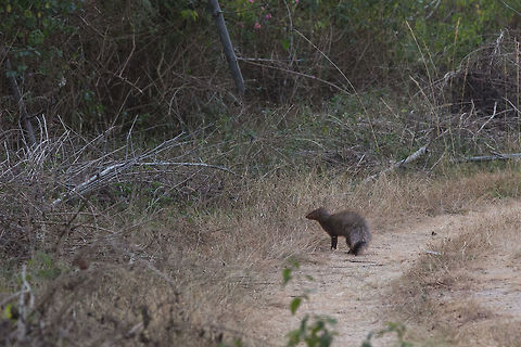 Ruddy mongoose! I knew i had a pic of this fella somewhere! I will keep looking for a better shot, but not a bad record shot! :) Bandipur,Geotagged,Herpestes smithii,India,Ruddy Mongoose,Winter,adhocphotographer,india,john rowell,karnataka
