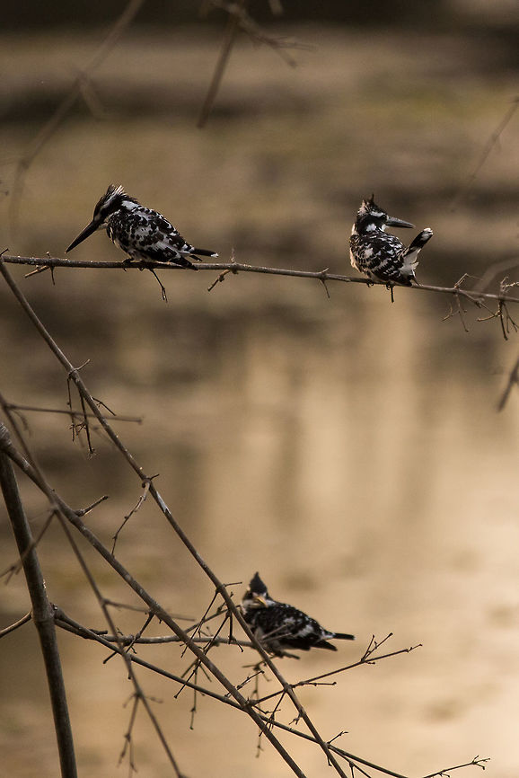 3 together I see these guys frequently, but i do not think i have ever seen them sit together. Record shot taking in the dying light of day! :) Ceryle rudis,Geotagged,India,Pied Kingfisher,Winter,adhocphotographer,bandipur,india,john rowell,karnataka