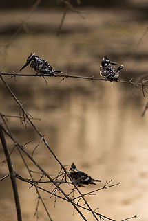 3 together I see these guys frequently, but i do not think i have ever seen them sit together. Record shot taking in the dying light of day! :) Ceryle rudis,Geotagged,India,Pied Kingfisher,Winter,adhocphotographer,bandipur,india,john rowell,karnataka