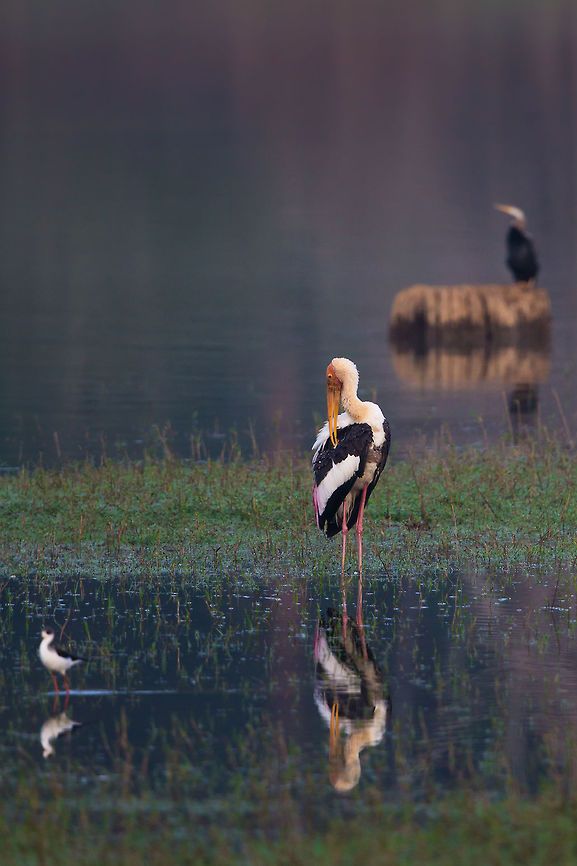 3 species in 1 frame! :) Painted stalk (in focus), Indian Snake-necked darter (rear) and black-winged stilt (near)...<br />
<br />
You&#039;ve gotta love the Kabini reservoir! :) Fall,Geotagged,India,Kabini,Mycteria leucocephala,Painted Stork,adhocphotographer,john rowell