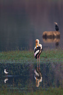 3 species in 1 frame! :) Painted stalk (in focus), Indian Snake-necked darter (rear) and black-winged stilt (near)...

You've gotta love the Kabini reservoir! :) Fall,Geotagged,India,Kabini,Mycteria leucocephala,Painted Stork,adhocphotographer,john rowell
