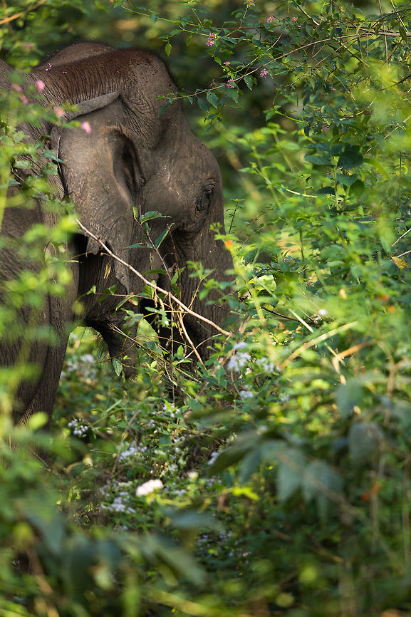 This is what south indian elephants really look like!!! Despite their size, elephants can be difficult to spot in the dense jungles of south india...  I have been meters away from them before and not spotted them. :) Elephas maximus indicus,Fall,Geotagged,India,Indian Elephant,Kabini,adhocphotographer,inda,john rowell,karnataka