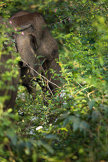 This is what south indian elephants really look like!!! Despite their size, elephants can be difficult to spot in the dense jungles of south india...  I have been meters away from them before and not spotted them. :) Elephas maximus indicus,Fall,Geotagged,India,Indian Elephant,Kabini,adhocphotographer,inda,john rowell,karnataka