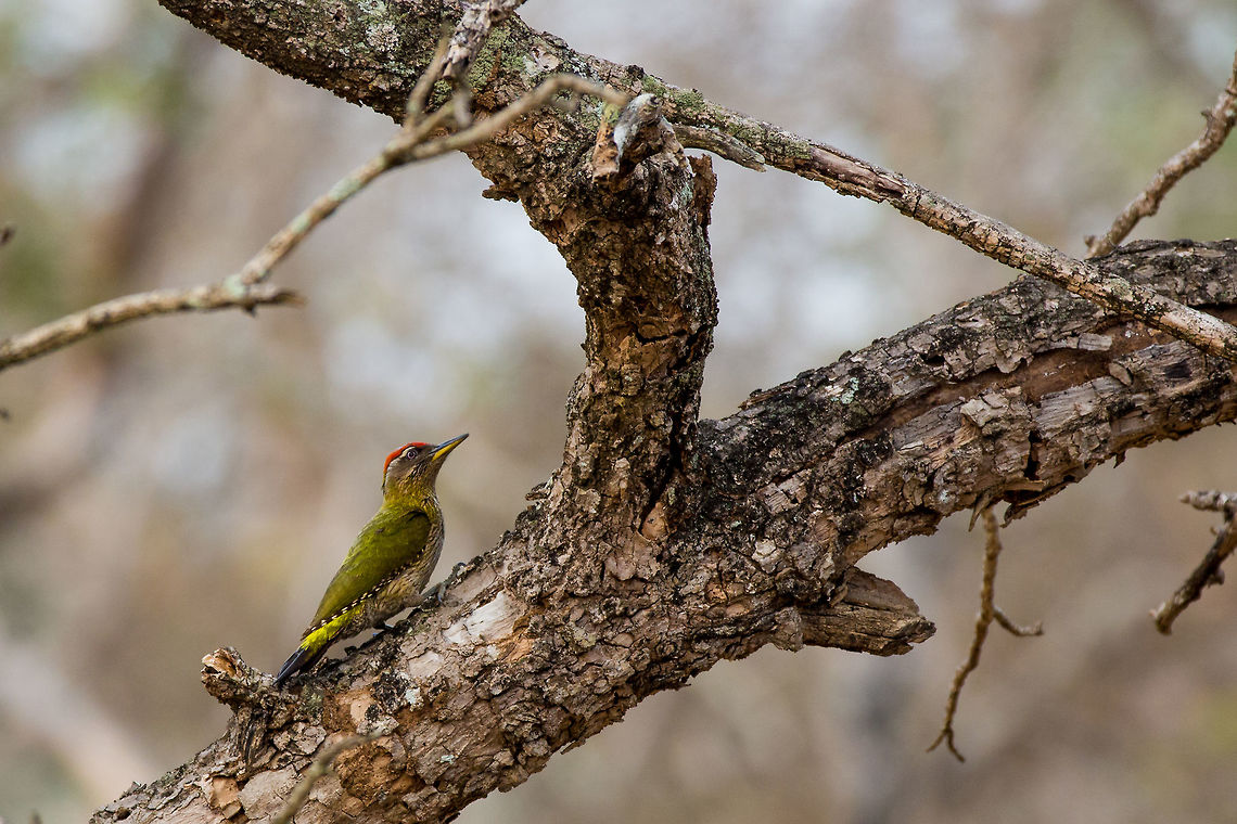 The Streak-throated woodpecker I don&#039;t see this guy that often, but managed to get a half way decent record shot! :) I am a fan of woodpeckers! :) Bandipur,Geotagged,India,John rowell,Picus xanthopygaeus,Streak-throated woodpecker,Winter,adhocphotographer,india,karnataka
