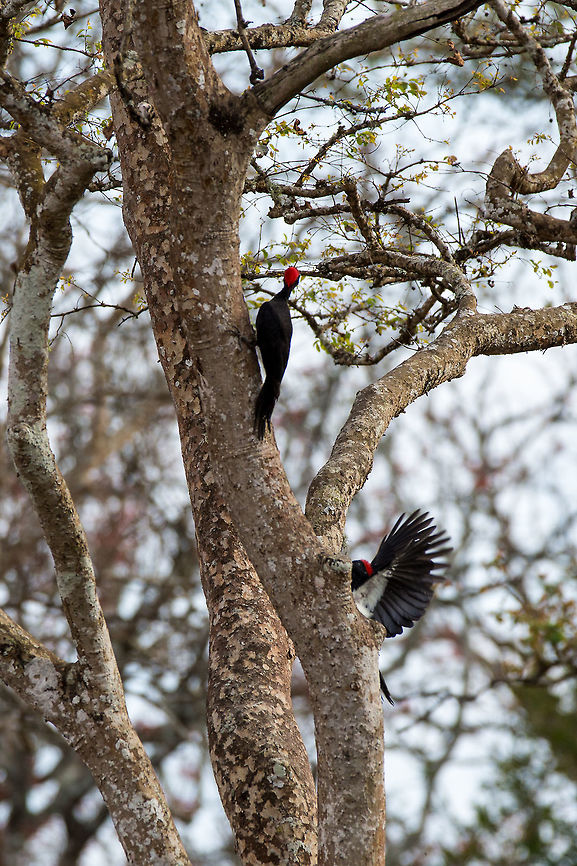 The white-bellied woodpecker I chased these two through the jungle for ages, every time I got in range, they would fly off to another tree...  but my perseverance paid off and I managed to get a shot, albeit not ideal! :) Bandipur,Dryocopus javensis,Geotagged,India,John Rowell,Winter,adhocphotographer,india,karnataka,white-bellied woodpecker