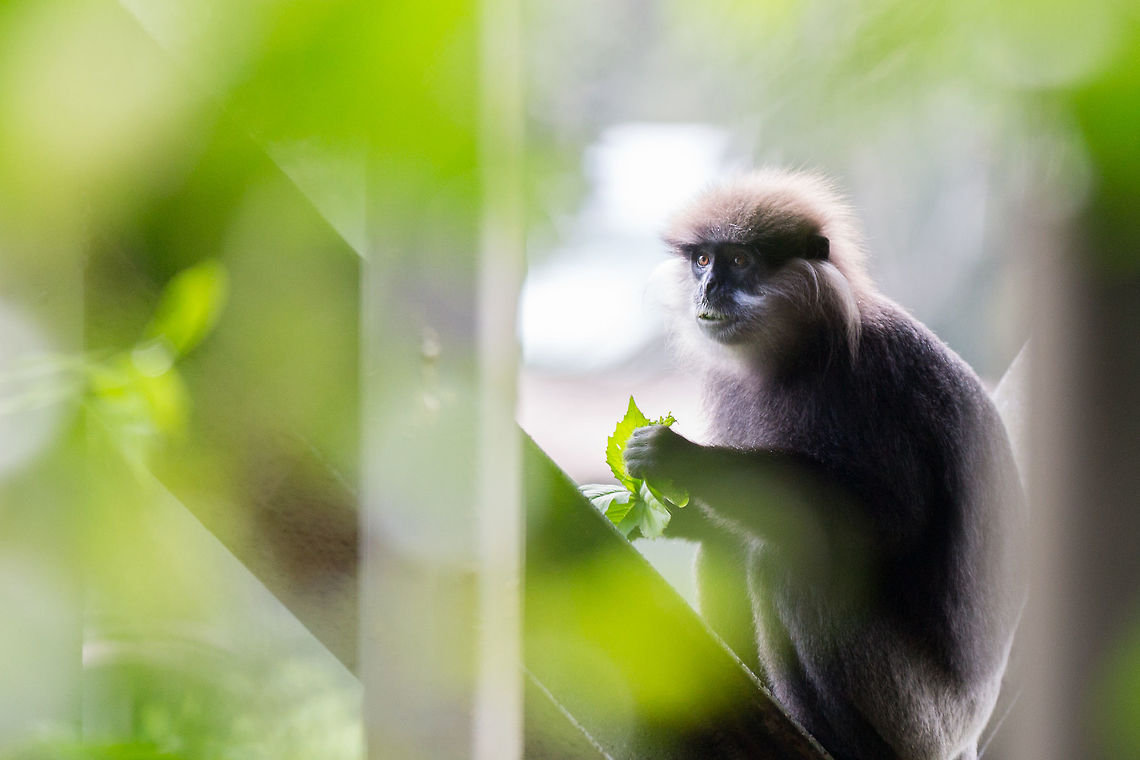 Our down-stairs neighbour My wife and I stayed in an eco-lodge made out of old shipping containers in the middle of the Sinharaja rain forest in Srilanka.  It is an amazing place especially with these guys playing on the supports holding up your room! :) Geotagged,John rowell,Purple-faced langur,Semnopithecus vetulus,Sinharaja,Spring,Sri Lanka,Srilanka,adhocphotographer
