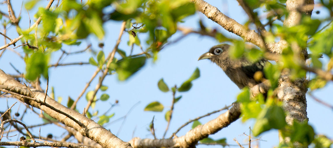 Record shot - Blue-faced malkoha Blue-faced malkoha, It kept on jumping behind the trunk, so this is the only 'in focus' shot i got...  :/<br />
 5D mkIII,Blue-faced malkoha,Geotagged,John Rowell,Phaenicophaeus viridirostris,Sri Lanka,Srilanka,Summer,adhocphotographer