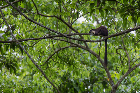 The black giant squirrel We were chasing after some warning calls, and possible tiger sighting, when the driver slammed on the breaks and was excited to see this squirrel. It had not been seen all season thus far! Black giant squirrel,Geotagged,India,Kaziranga,Ratufa bicolor,Spring,adhocphotographer,india,john rowell