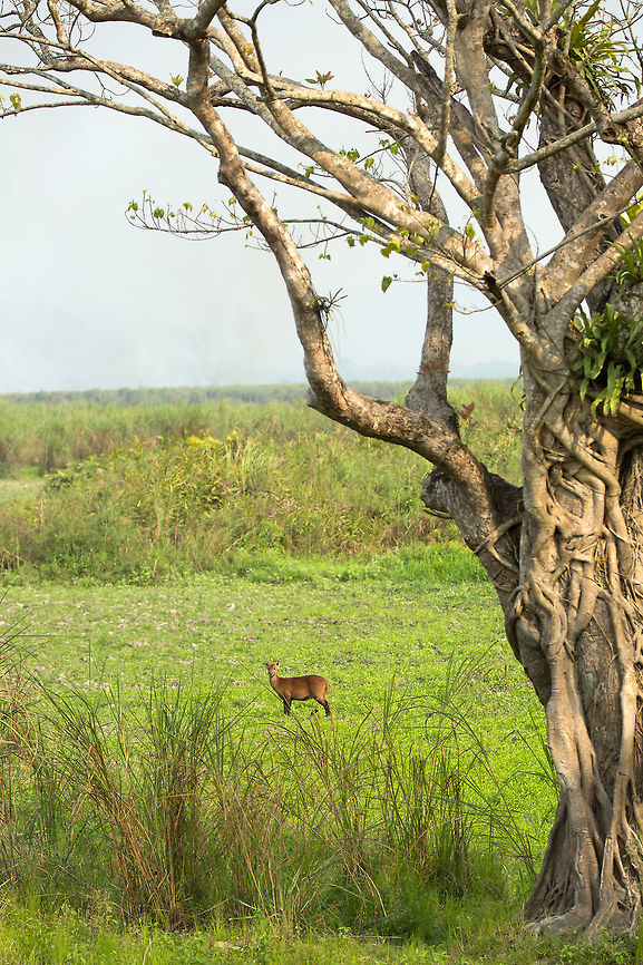 Indian Hog deer Another one for the records...  Despite being considered endangered, they are thriving in Kaziranga national park and can be seen frequently! Lets hope this fact remains the same for years to come! Geotagged,Hyelaphus porcinus,India,Indian Hog Deer,John Rowell,Kaziranga,Spring,adhocphotographer,assam,india