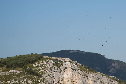 Griffon Vultures In the Gorge du Verdon in the south a France there has been an active effort to help the re-introduction of the Griffon Vulture by discarding dead livestock in the same place. The result is 100's of vultures hanging out waiting for a free dinner! :) France,Geotagged,Griffon Vulture,Gyps fulvus,Summer