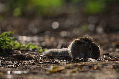 Morning jaunts This little squirrel was fantastically backlight during a morning jaunt of mine and despite not being the most perfect shot, i love the atmosphere of this shot! :) Fall,Funambulus palmarum,Geotagged,India,Indian palm squirrel