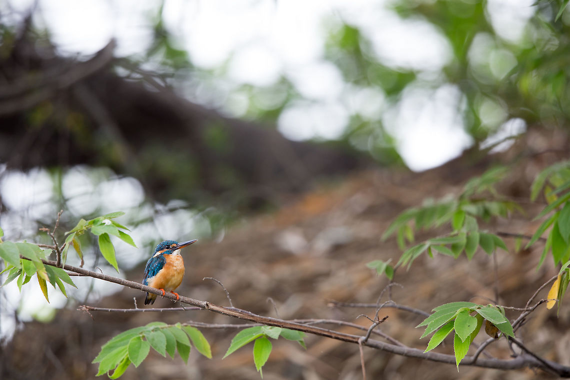 Not so common kingfisher Despite it&#039;s name, these are not that common and difficult to find, but I got lucky one morning much to my delight! :) Alcedo atthis,Common Kingfisher,Fall,Geotagged,India