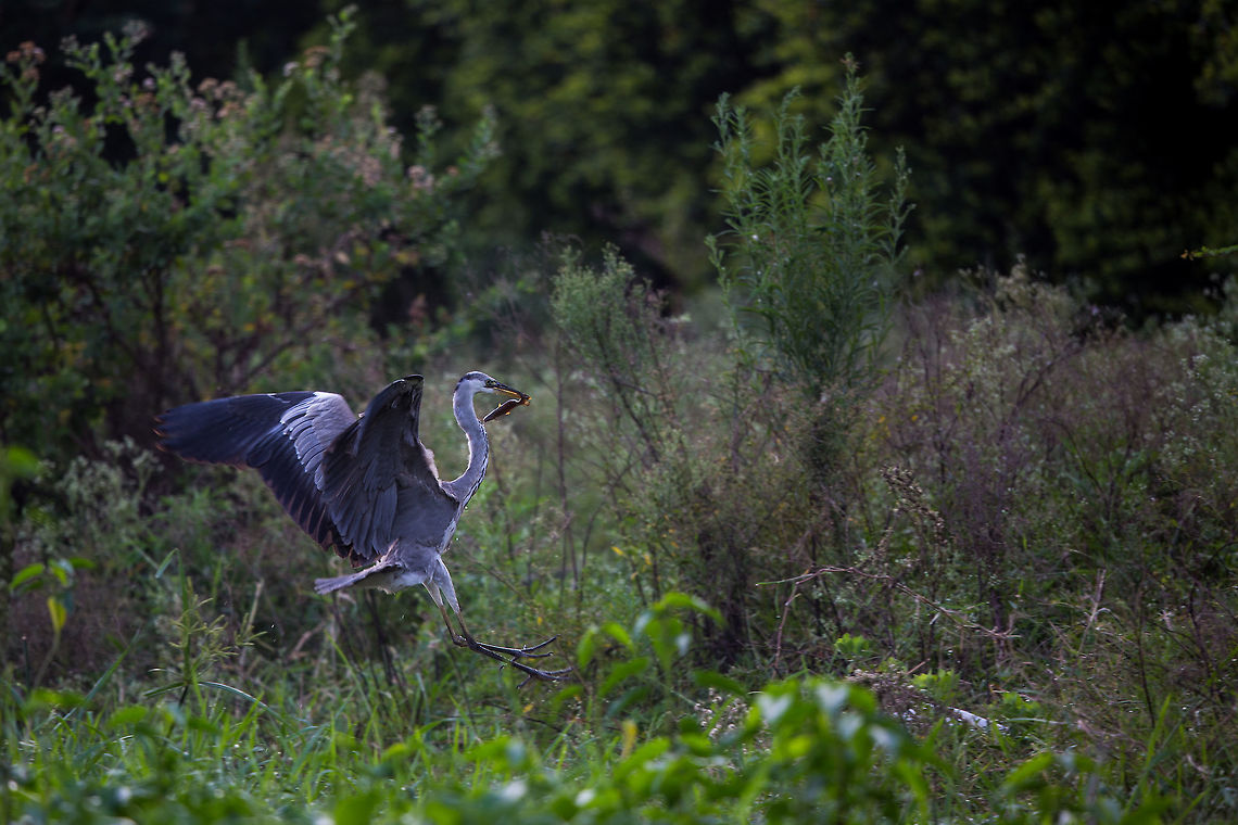 Catch of the day A grey heron shortly after the strike and flying off to enjoy it&#039;s breakfast! :) Ardea cinerea,Bangalore,Fall,Geotagged,Grey Heron,Habbel,Habbel lake,India,John Rowell,adhocphotographer