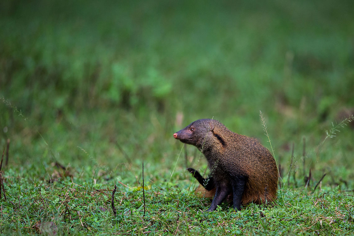 Strip-necked Mongoose Another shot of this guy, taken on another day, but you can clearly see the tripped neck! :) Fall,Geotagged,Herpestes vitticollis,India,Stripe-necked Mongoose