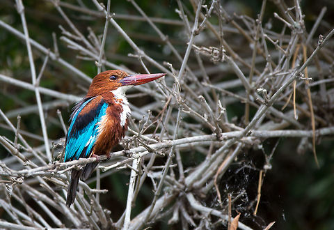 White-throated kingfisher The interesting thing about this kingfisher is that it is the only* kingfisher that does not rely on fish for food but can eat anything from small lizards to insects. As such, it is frequently seen in India away from water bodies, and adding to its diversity of diet, is thriving here! :)

*Kookaburras in Australia are also classed as kingfishers so would count as another example! Thanks Barry! :) 5D mkIII,Geotagged,Halcyon smyrnensis,India,John Rowell,Summer,White-throated kingfisher,adhocphotographer